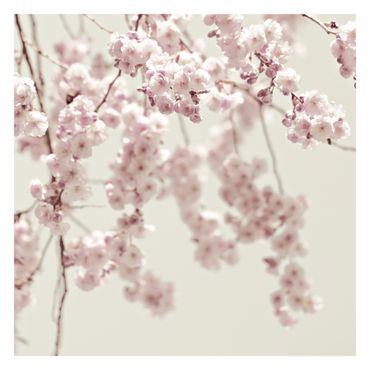 Fotobehang Dancing Cherry Blossoms