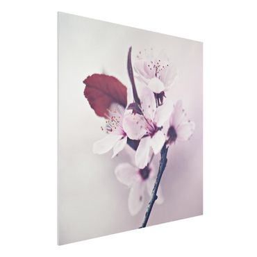 Forex schilderijen Cherry Blossom Branch Antique Pink