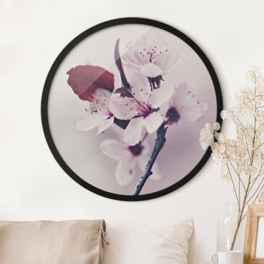 Rond schilderijen Ramo di fiori di ciliegio in rosa antico