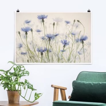 Posters Cornflowers And Grasses In A Field