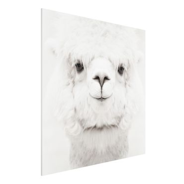 Forex schilderijen Smiling Alpaca