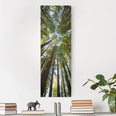 Canvas schilderijen Sequoia Tree Tops