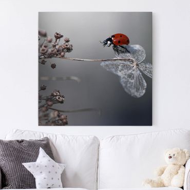 Canvas schilderijen Ladybird On Hydrangea