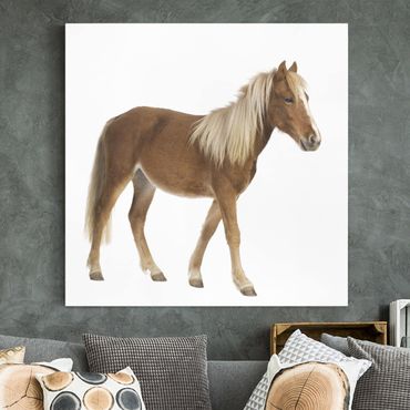 Canvas schilderijen Pony
