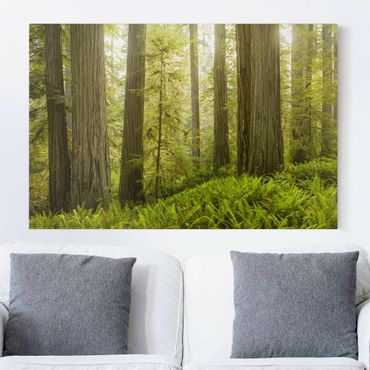 Canvas schilderijen Redwood State Park Forest View