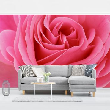 Fotobehang Lustful Pink Rose