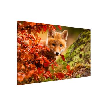 Magneetborden Fox In Autumn