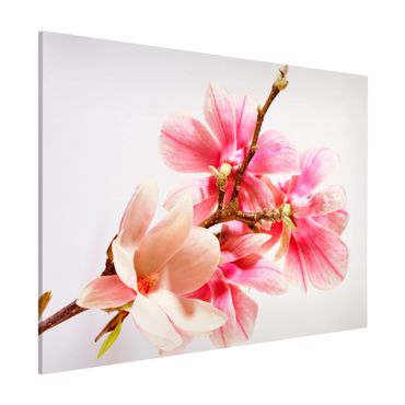 Magneetborden Magnolia Blossoms