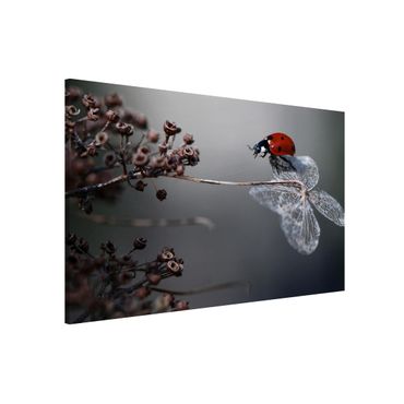 Magneetborden Ladybird On Hydrangea