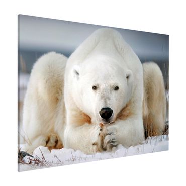 Magneetborden Contemplative Polar Bear