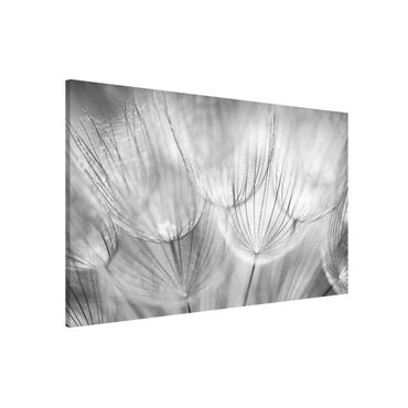 Magneetborden Dandelions Macro Shot In Black And White