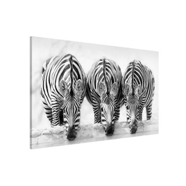 Magneetborden Zebra Trio In Black And White