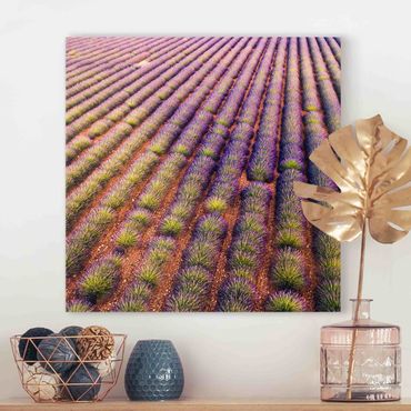 Canvas schilderijen Picturesque Lavender Field