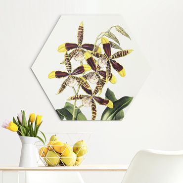 Hexagons Aluminium Dibond schilderijen - Maxim Gauci – Orchid II