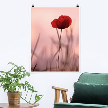 Posters Poppy Flower In Twilight