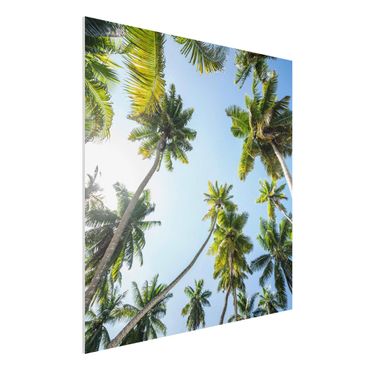 Forex schilderijen Palm Tree Canopy