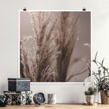 Posters Pampas Grass In Late Fall