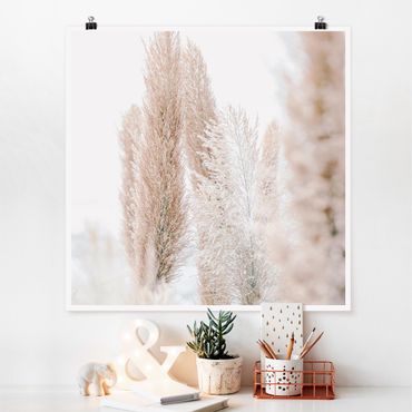 Posters Pampas Grass In White Light