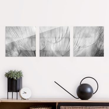 Glasschilderijen - 3-delig Dandelion Macro Shot In Black And White