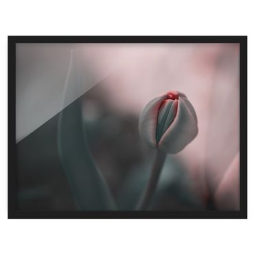 Ingelijste posters - Sensual Tulip