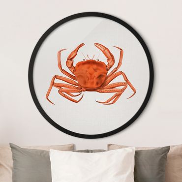 Rond schilderijen Vintage Illustration Red Crab
