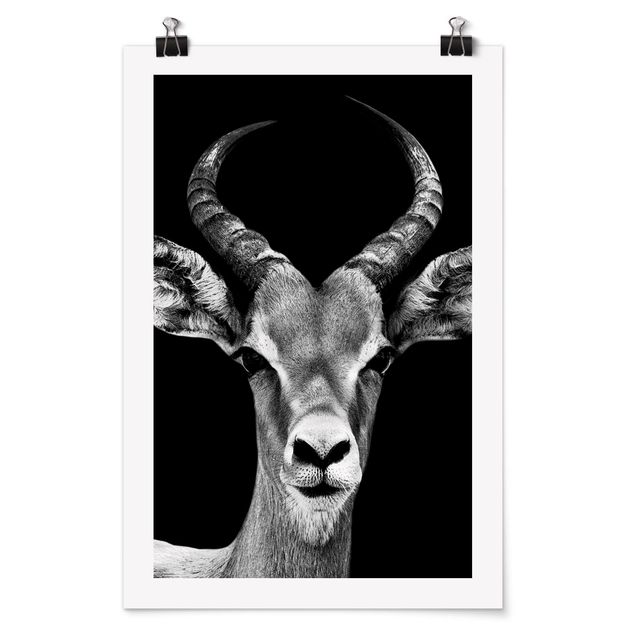 Posters Impala antelope black and white