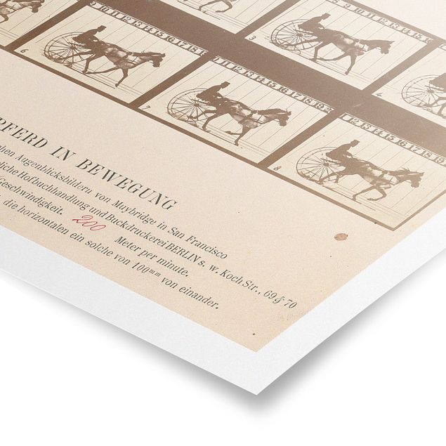 Posters Eadweard Muybridge - The horse in Motion