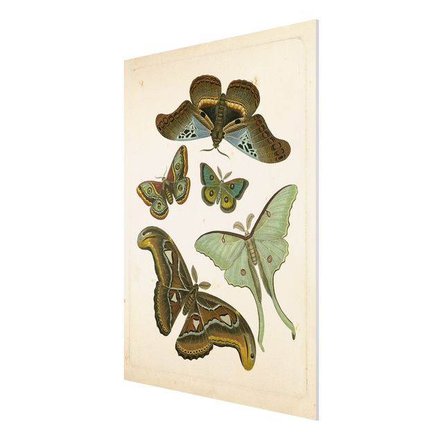 Forex schilderijen Vintage Illustration Exotic Butterflies II