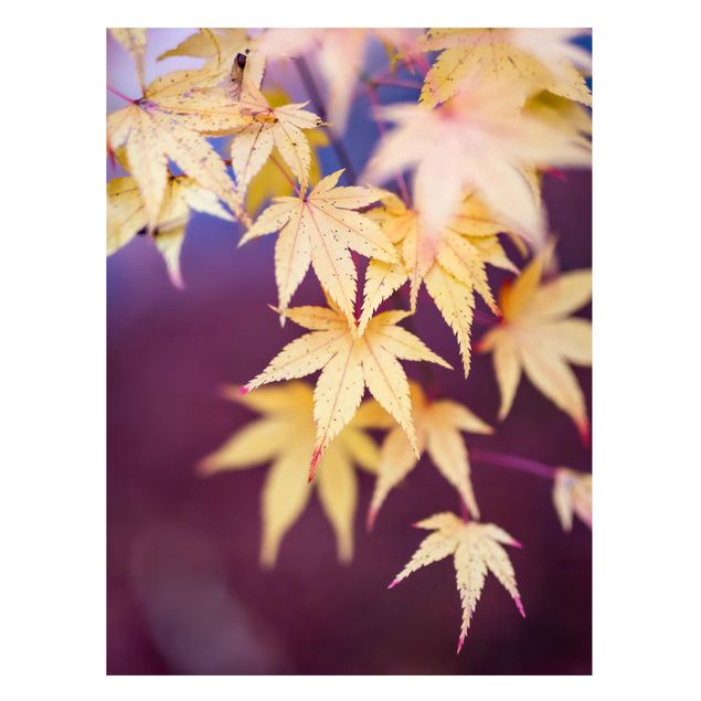 Magneetborden Autumn Maple Tree