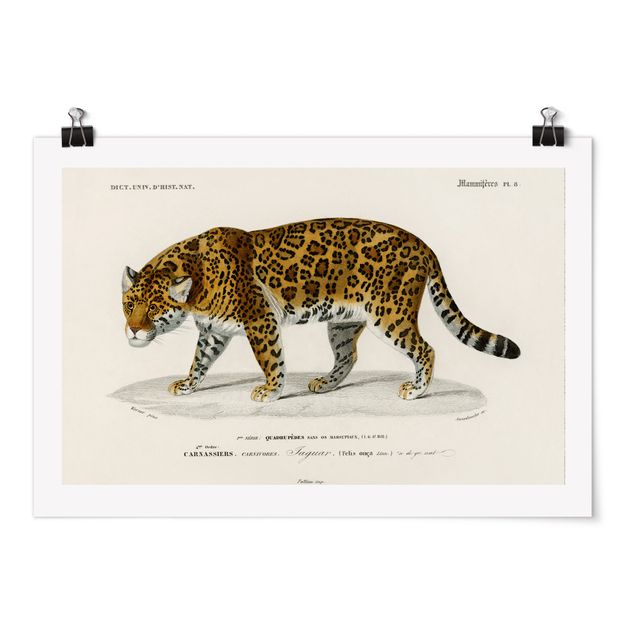 Posters Vintage Board Jaguar