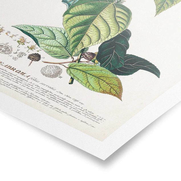 Posters Vintage Botanical Illustration Cocoa