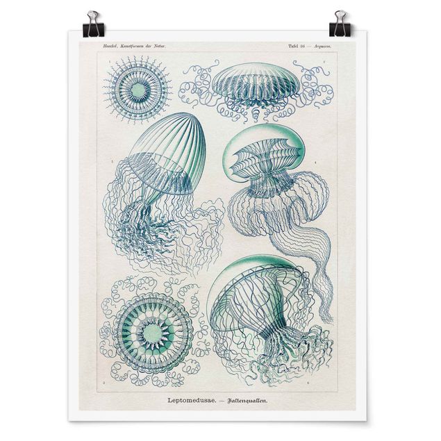 Posters Vintage Board Jellyfish In Blue