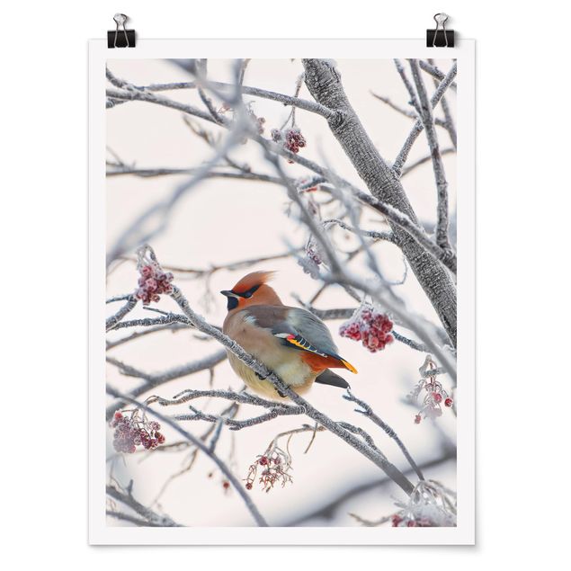 Posters Waxwing on a Tree
