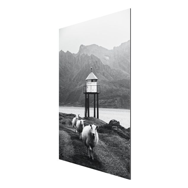 Aluminium Dibond schilderijen Three Sheep On the Lofoten