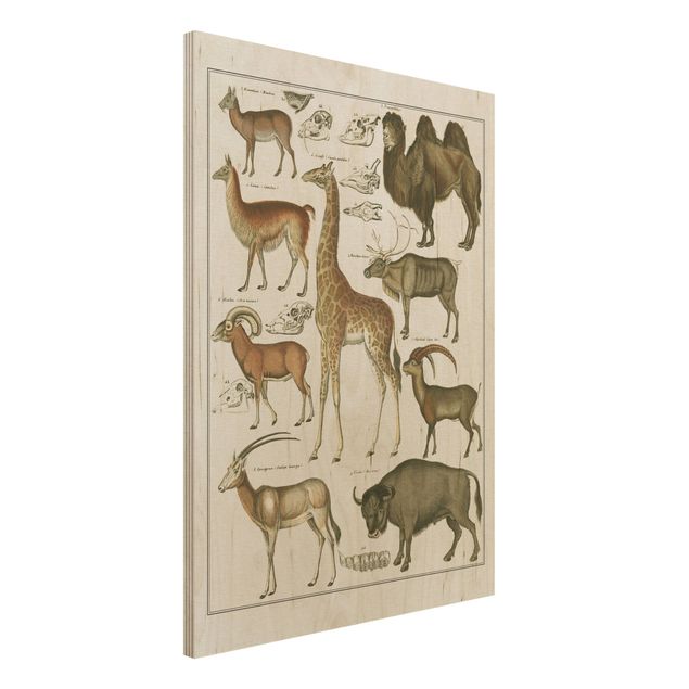 Houten schilderijen Vintage Board Giraffe, Camel And IIama