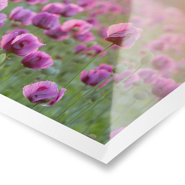 Posters Purple Poppy Flower Meadow In Spring