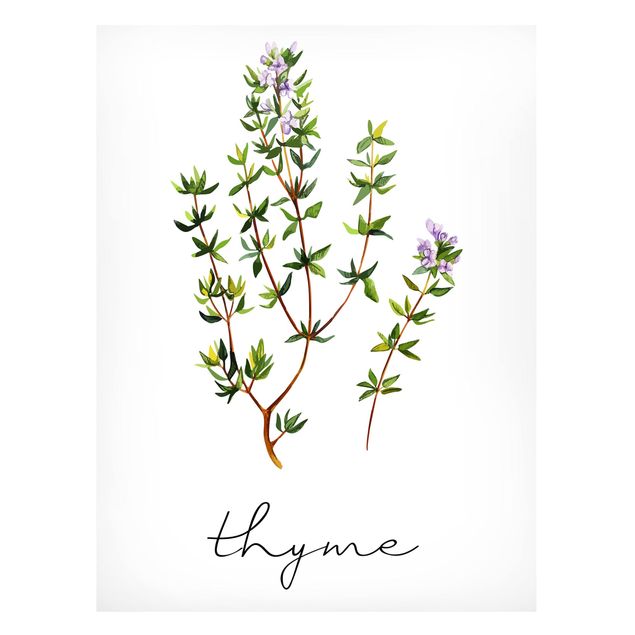 Magneetborden Herbs Illustration Thyme