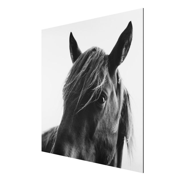 Aluminium Dibond schilderijen Curious Horse