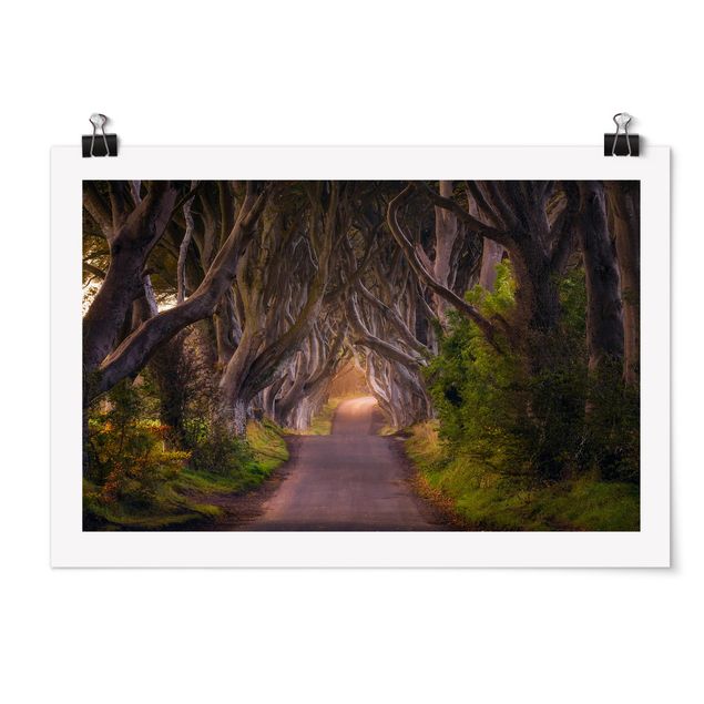 Posters Tunnel Of Trees