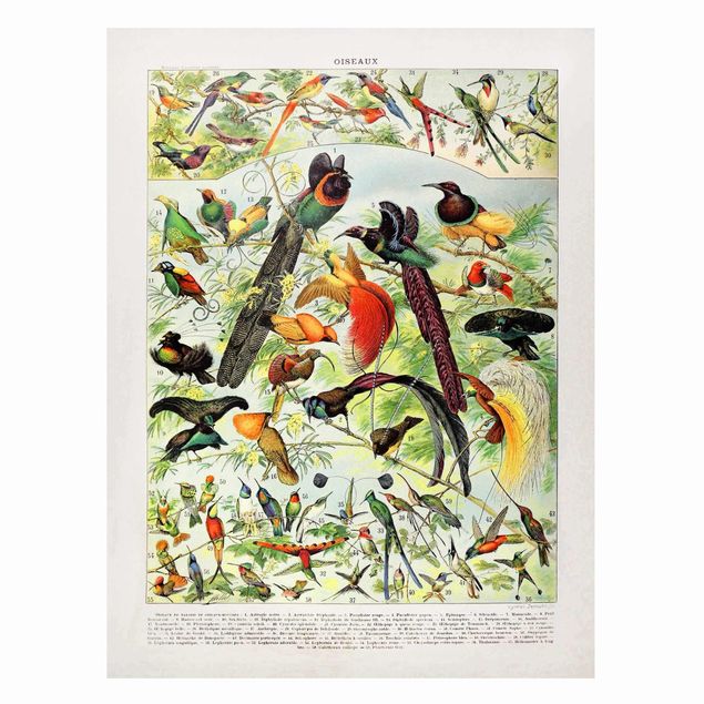Magneetborden Vintage Board Birds Of Paradise