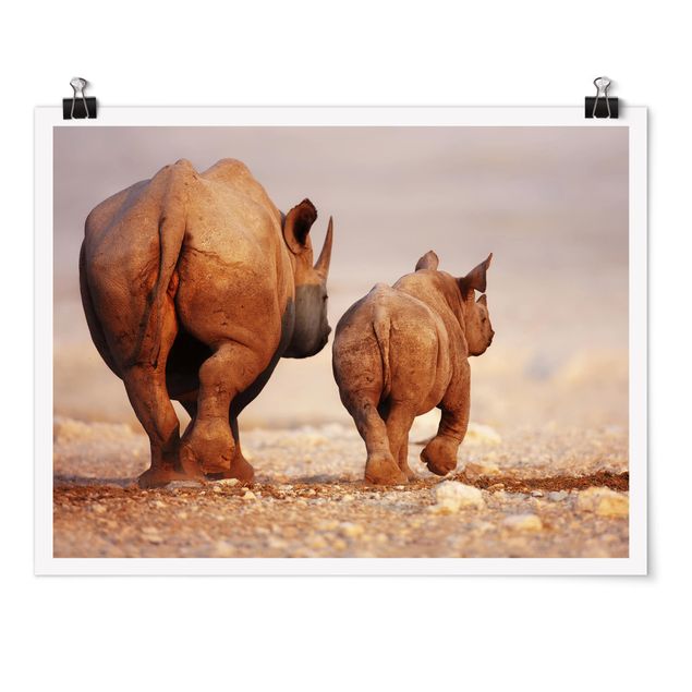 Posters Wandering Rhinos