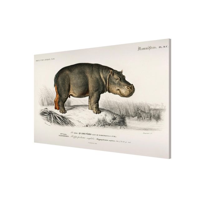 Magneetborden Vintage Board Hippo