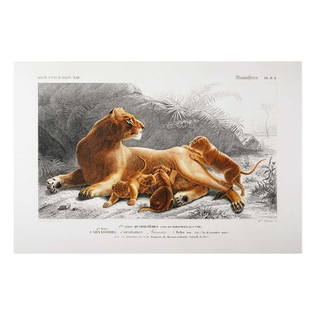 Aluminium Dibond schilderijen Vintage Board Lioness And Lion Cubs
