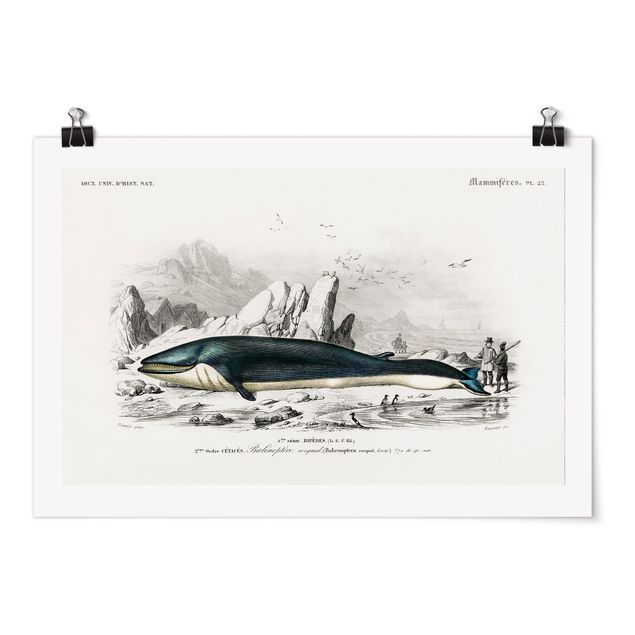 Posters Vintage Board Blue Whale