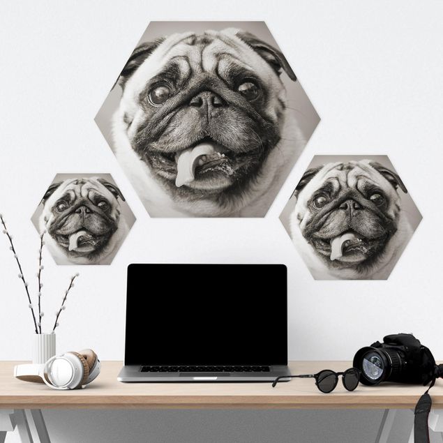 Hexagons Forex schilderijen Funny Pug