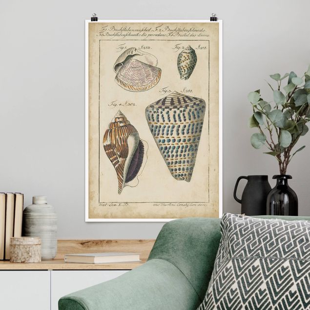 Posters Vintage Conch Drawing Pattern Bunte