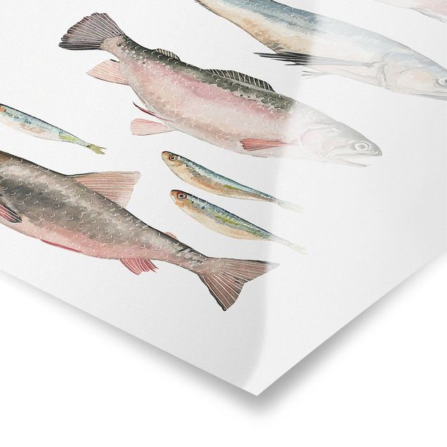 Posters Seven Fish In Watercolour I