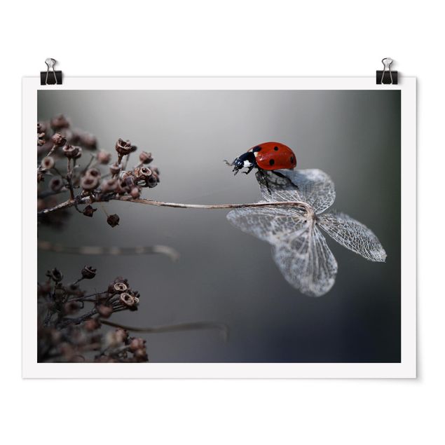 Posters Ladybird On Hydrangea