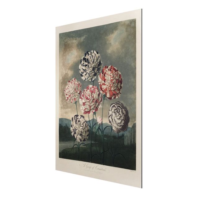 Aluminium Dibond schilderijen Botany Vintage Illustration Blue And Red Carnations