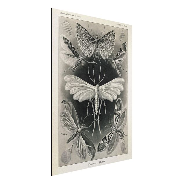 Aluminium Dibond schilderijen Vintage Board Moths And Butterflies